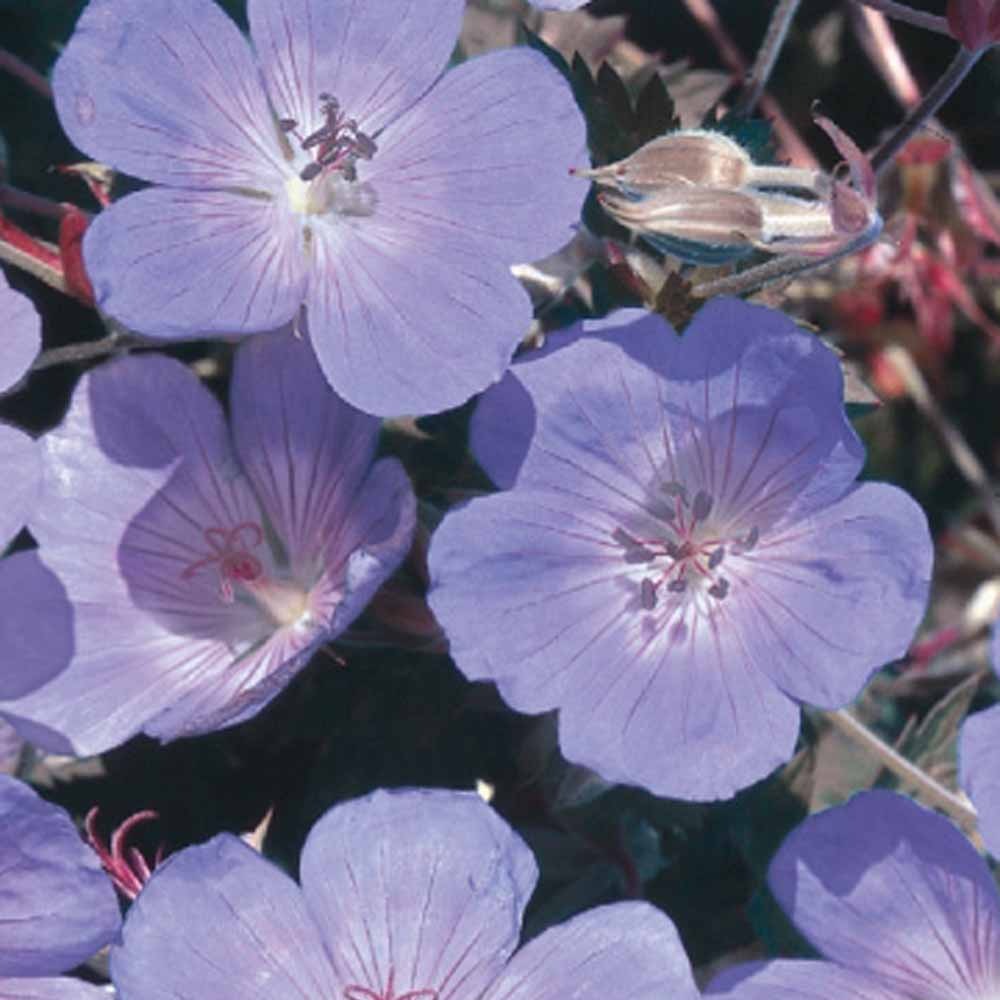 Bakker Géranium vivace bleu sachet 17 graines rustique