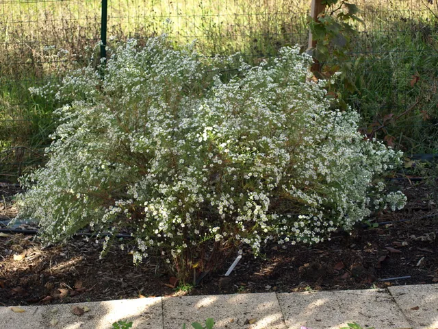 Passion Vivaces Aster X Datschii vivace blanche pot 1 litre