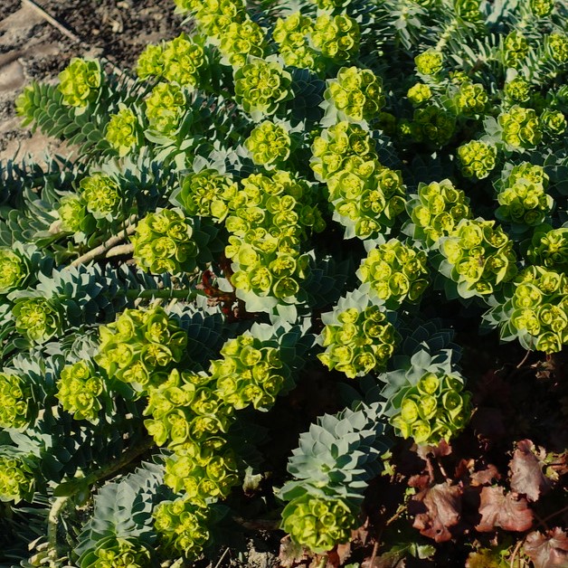 Passion Vivaces Euphorbia myrsinites vivace godet gris