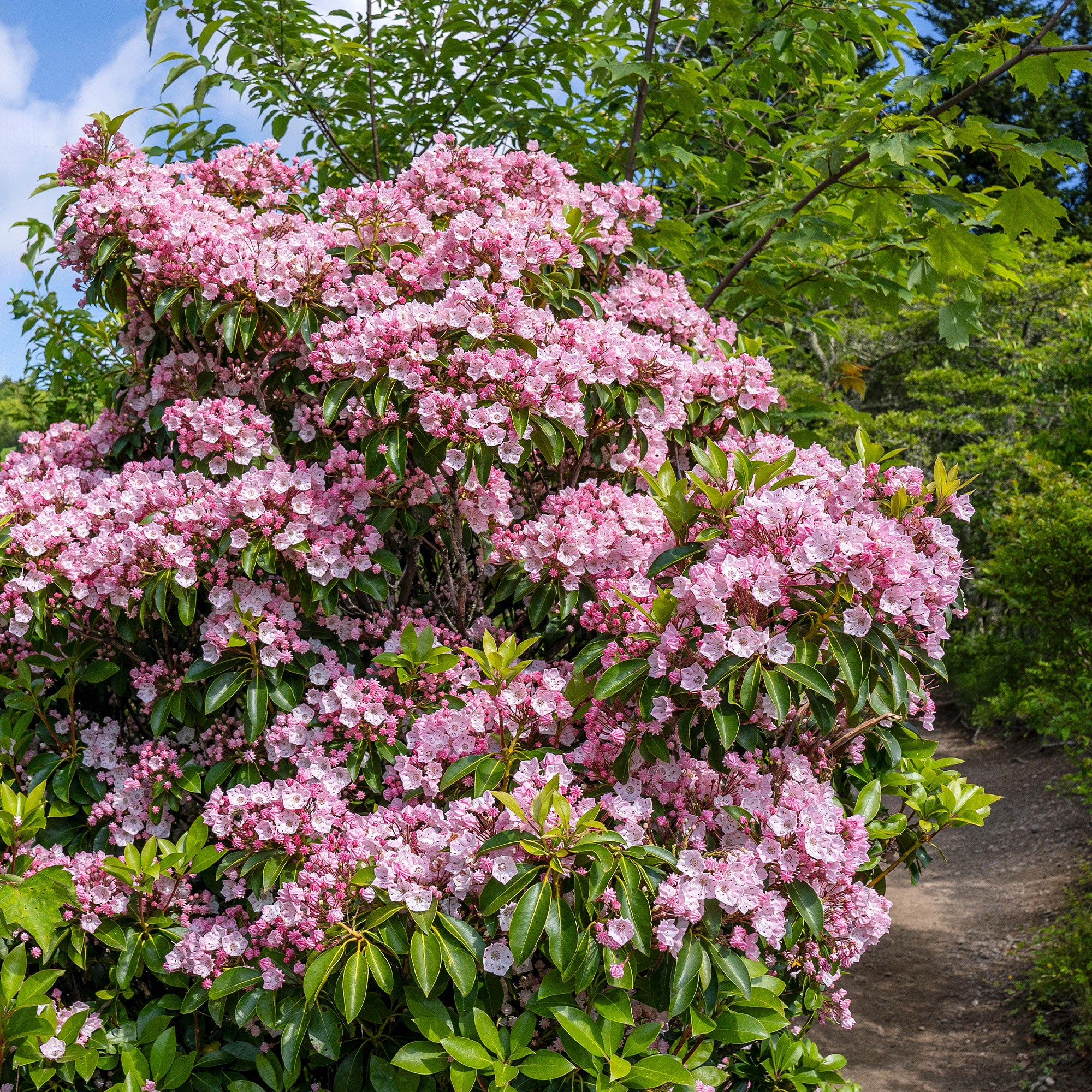 Bakker Laurier Montagnes Kalmia Arbuste Pot 3L 20-30cm