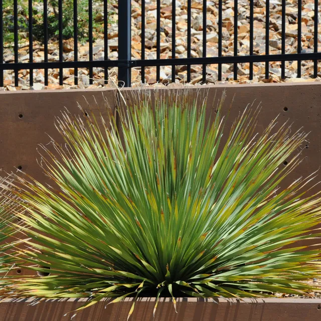 Bakker Plantes Dasylirion wheeleri pot Ø 11cm rosette grise