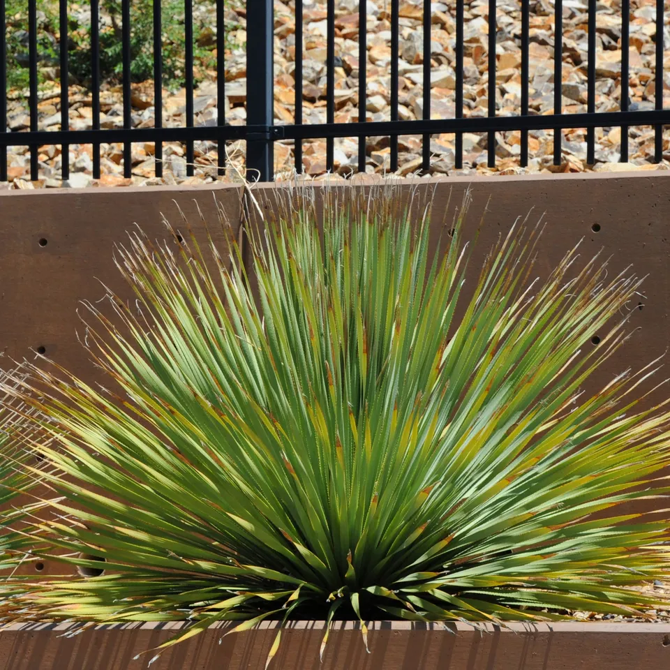 Bakker Plantes Dasylirion wheeleri pot Ø 11cm rosette grise