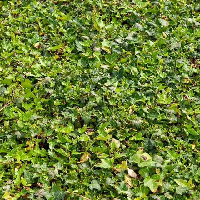 Bakker Lierre Shamrock nain pot Ø 9cm couvre-sol ombre