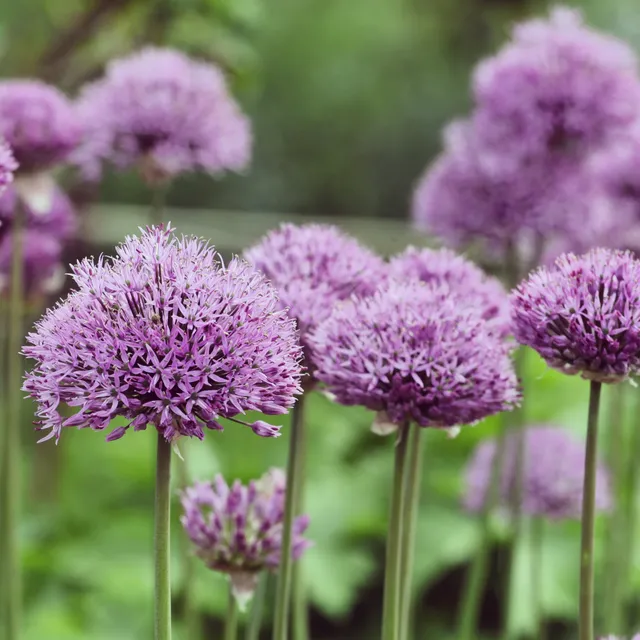 Bakker Bulbes à fleurs Allium Pinball Wizard bulbe violet 1 bulbe 70cm