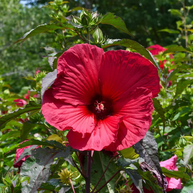 Bakker Hibiscus des marais Carrousel Geant Red pot 9cm rouge