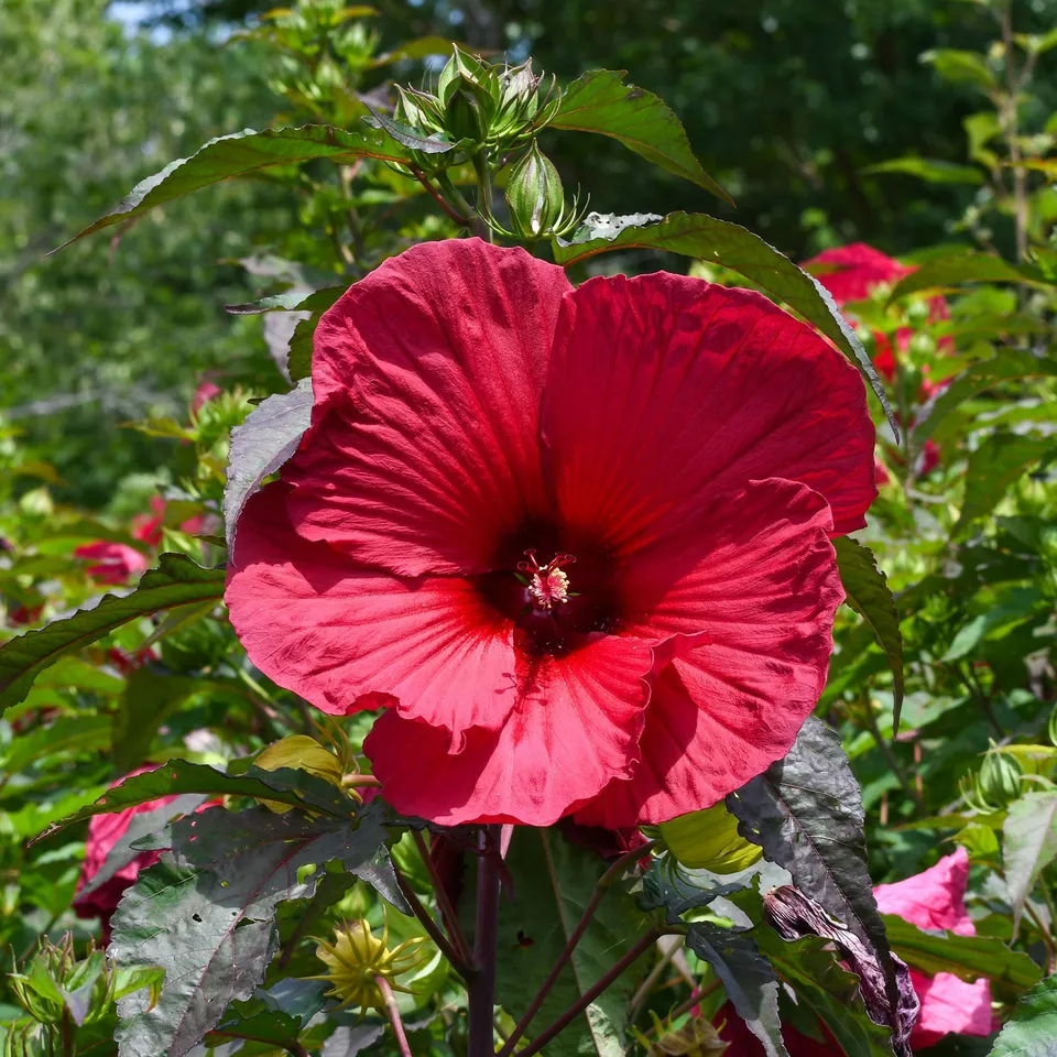 Bakker Hibiscus des marais Carrousel Geant Red pot 9cm rouge