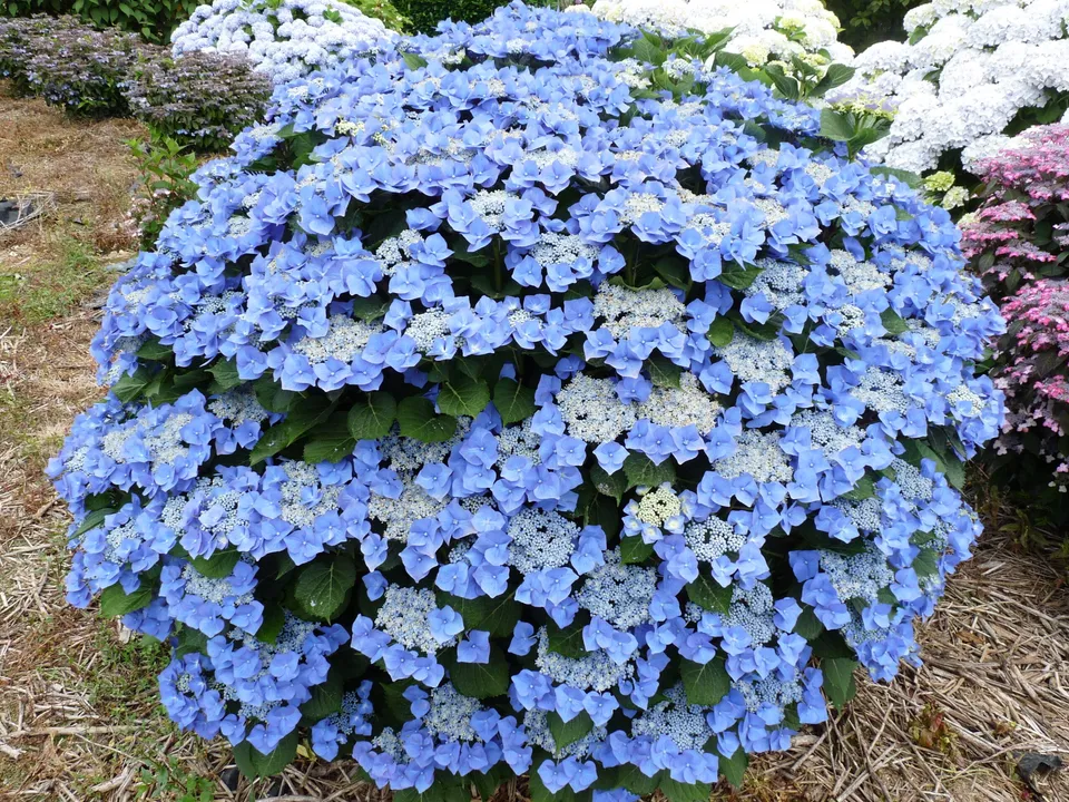 Les Hortensias du Haut Bois Blaumeise hortensia fleurs plates godet