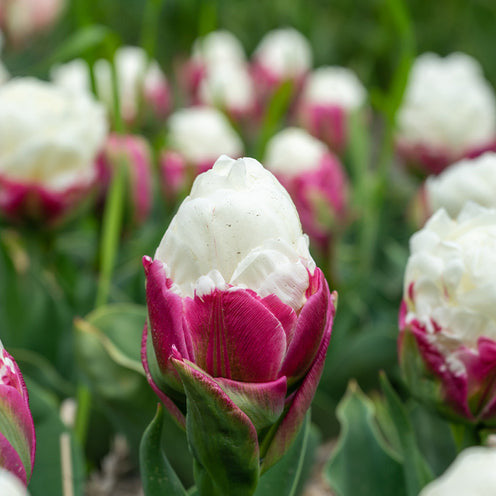 Bakker Ice Cream Tulipes doubles 7 bulbes blanc rose