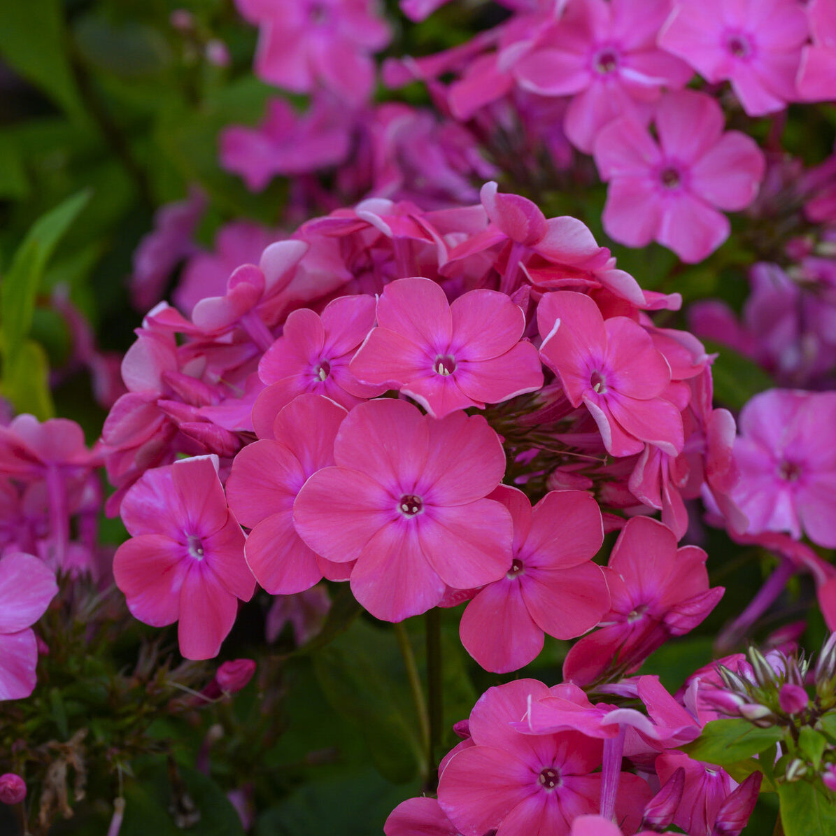 Bakker Vivaces Phlox Rijnstroom pot Ø9cm rose