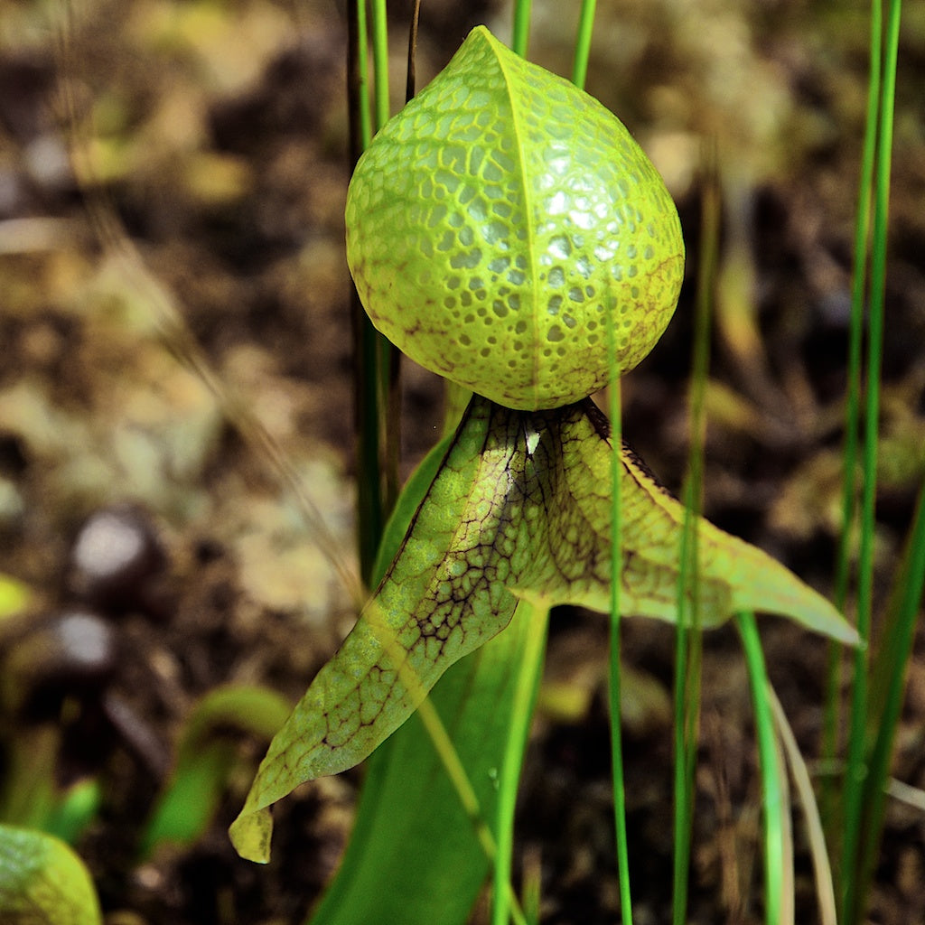 Carniflore Darlingtonia californica plante cobra jeune plant pot 9