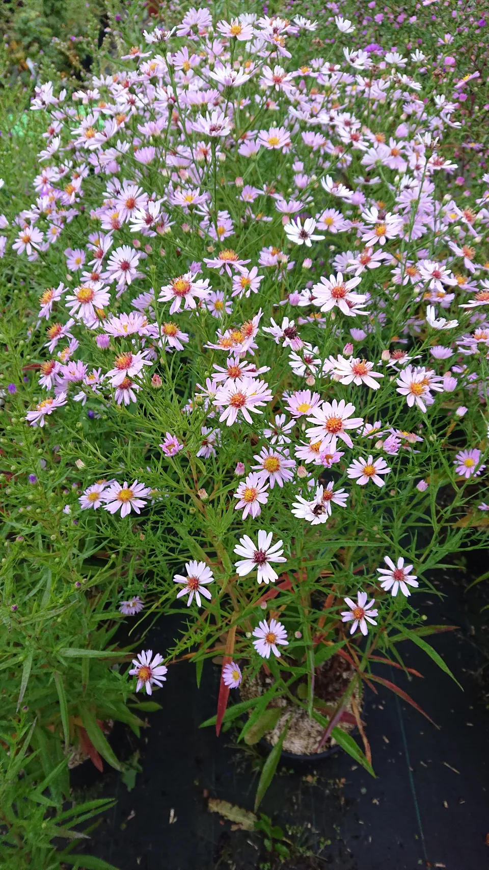 Passion Vivaces Aster Château St-Jean plante vivace pot 1L rose