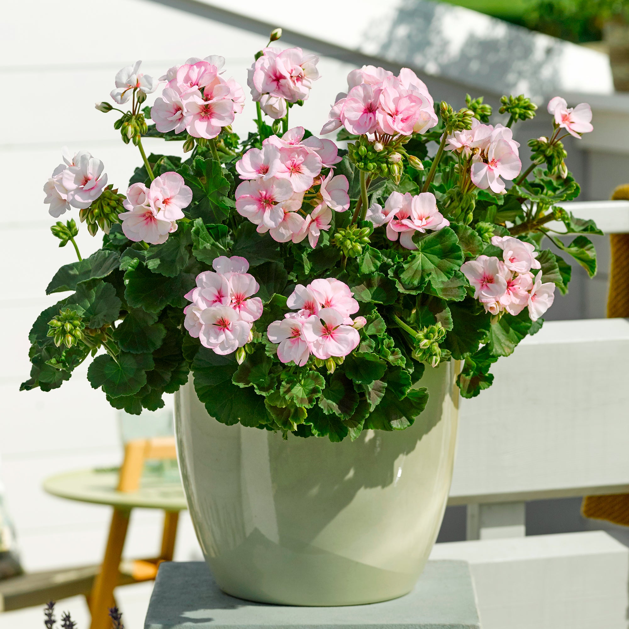 Bakker Géranium Zonale Estelle rose 3 pots 11cm