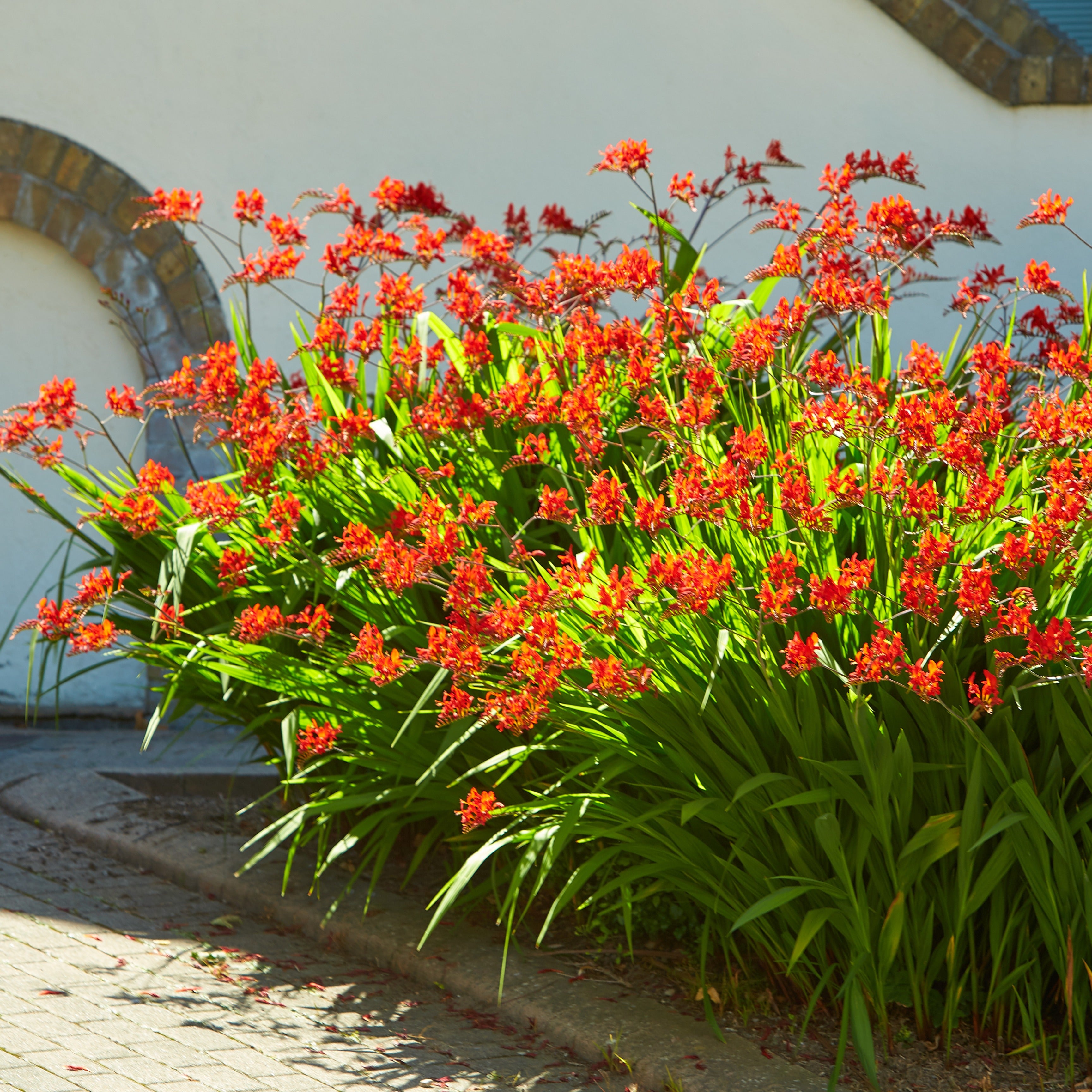 Bakker Bulbes à fleurs 15 Crocosmias rouges bulbe sachet 15 rouge feu