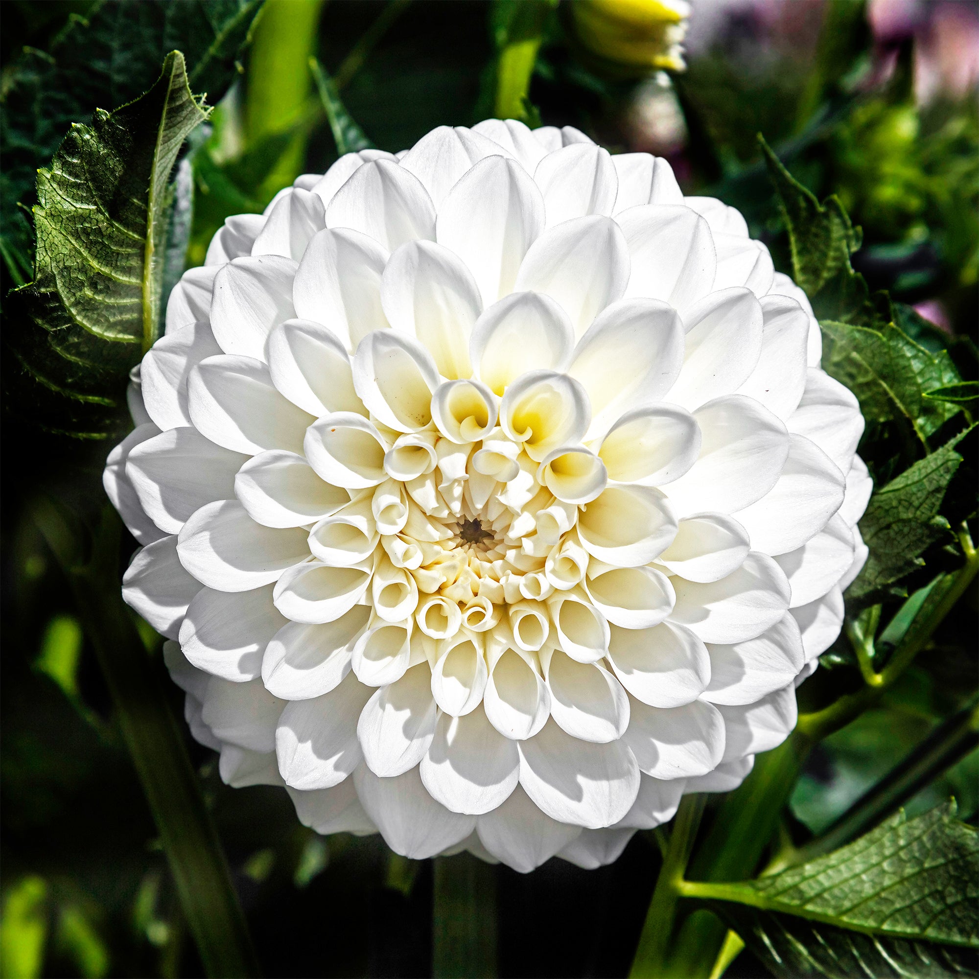 Bakker Bulbes à fleurs Dahlia Boom Boom White bulbe 3 bulbes blanc