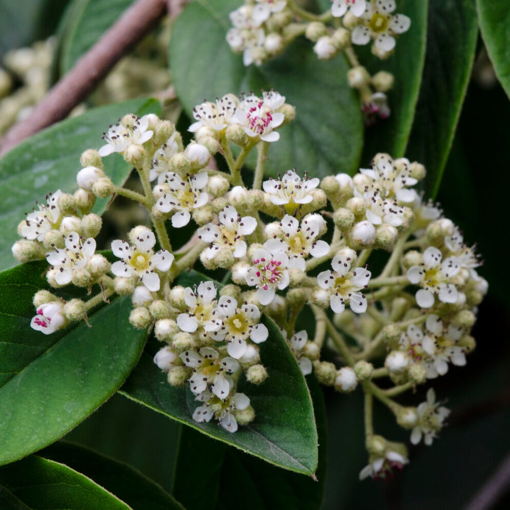 Bakker Cotoneaster Lacteus arbuste persistant pot 8cm haie baies