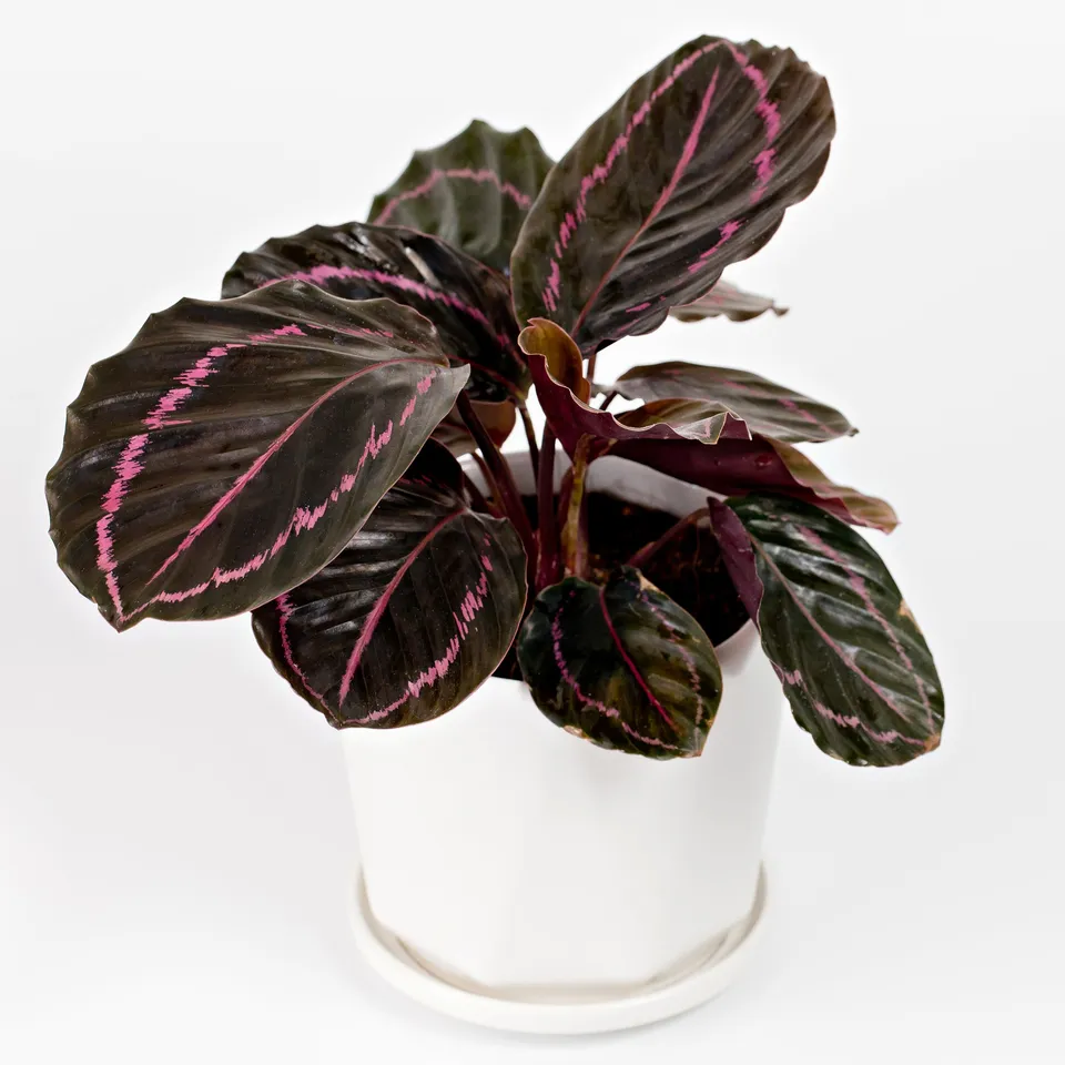 Bakker Calathéa Dottie plante d'intérieur pot 12cm feuillage noir