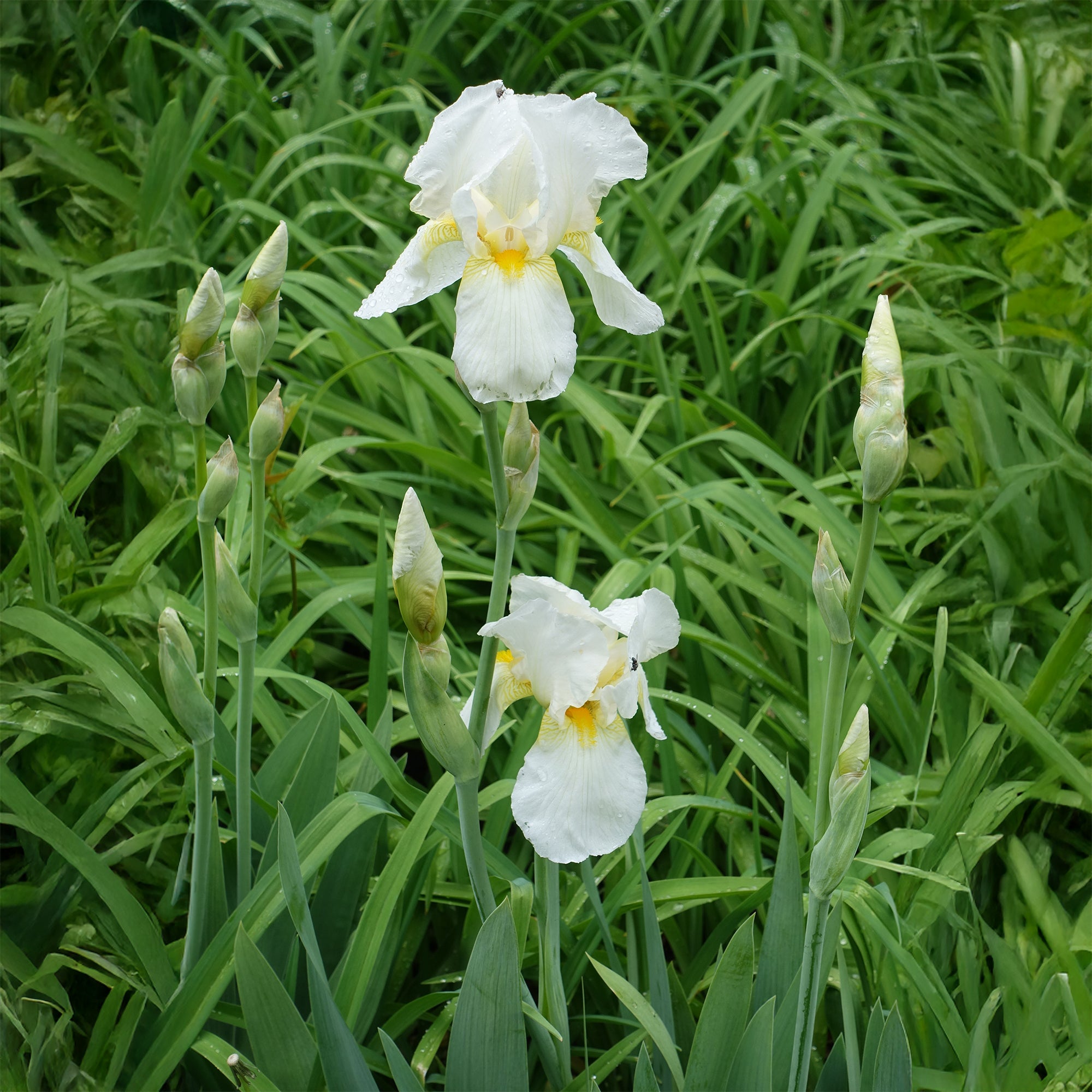 Bakker Vivaces Iris Wedding Bouquet vivace pot 8cm blanc