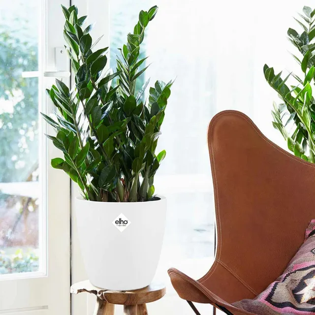 Bakker Zamioculcas plante verte 2 pots Ø13cm cache-pot blanc
