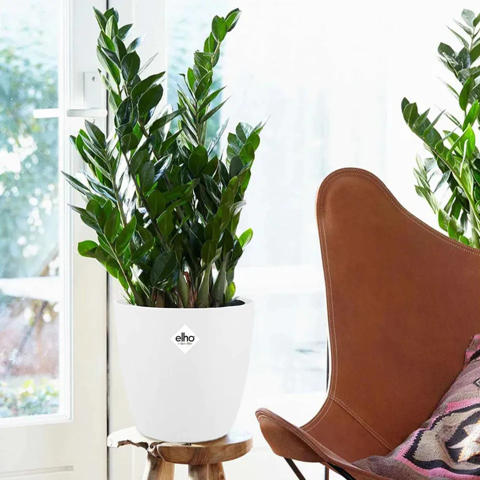Bakker Zamioculcas plante verte 2 pots Ø13cm cache-pot blanc