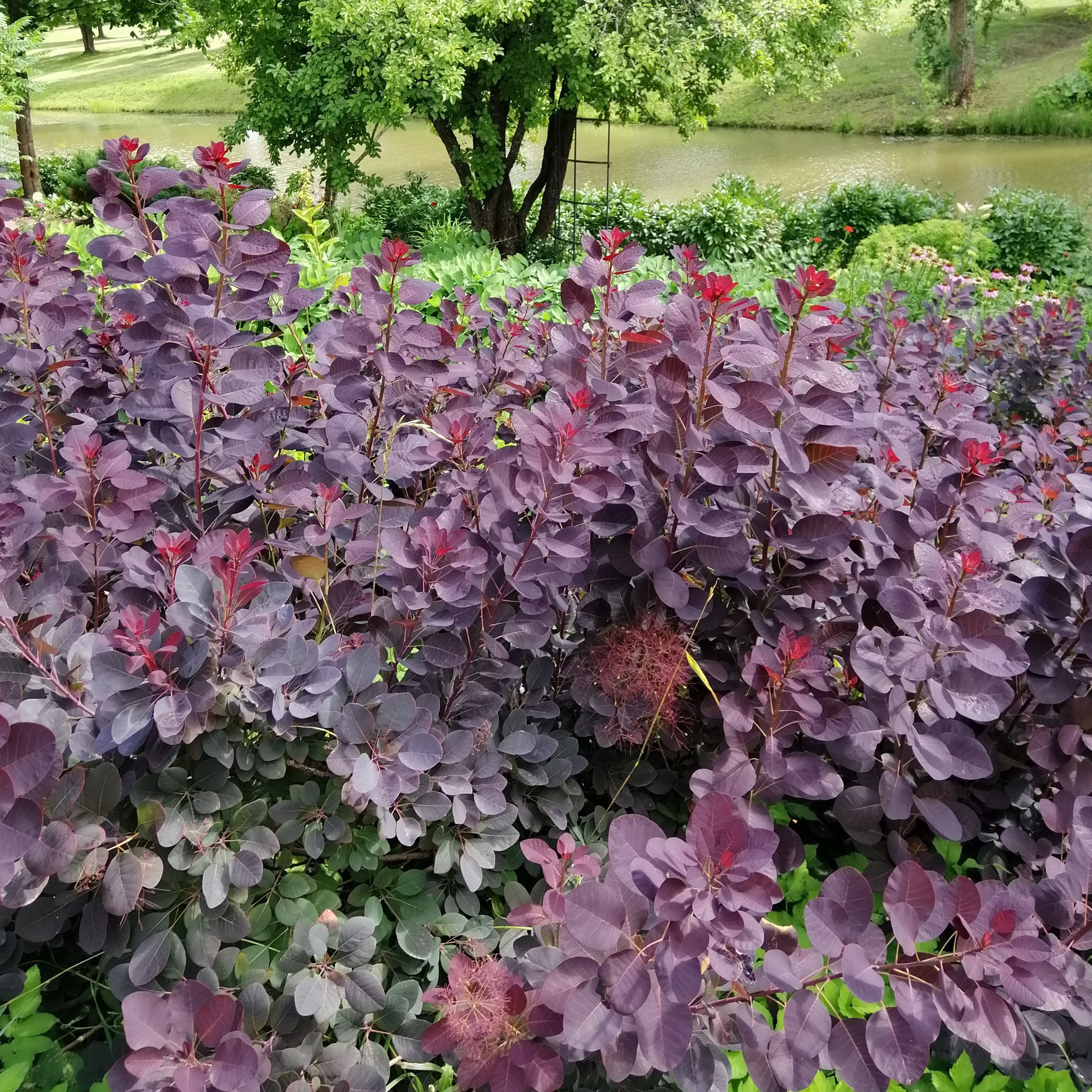 Bakker Arbre à perruque Royal Purple pot 2L pourpre