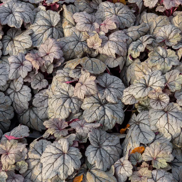 Bakker Heuchère Sugar Plum vivace prune persistante pot 9cm
