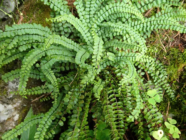 Passion Vivaces Asplenium trichomanes fougère persistante pot 1 litre