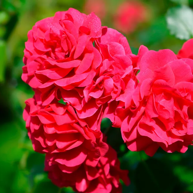 Bakker Rosier Toscana rose rouge parfumé pot 3L