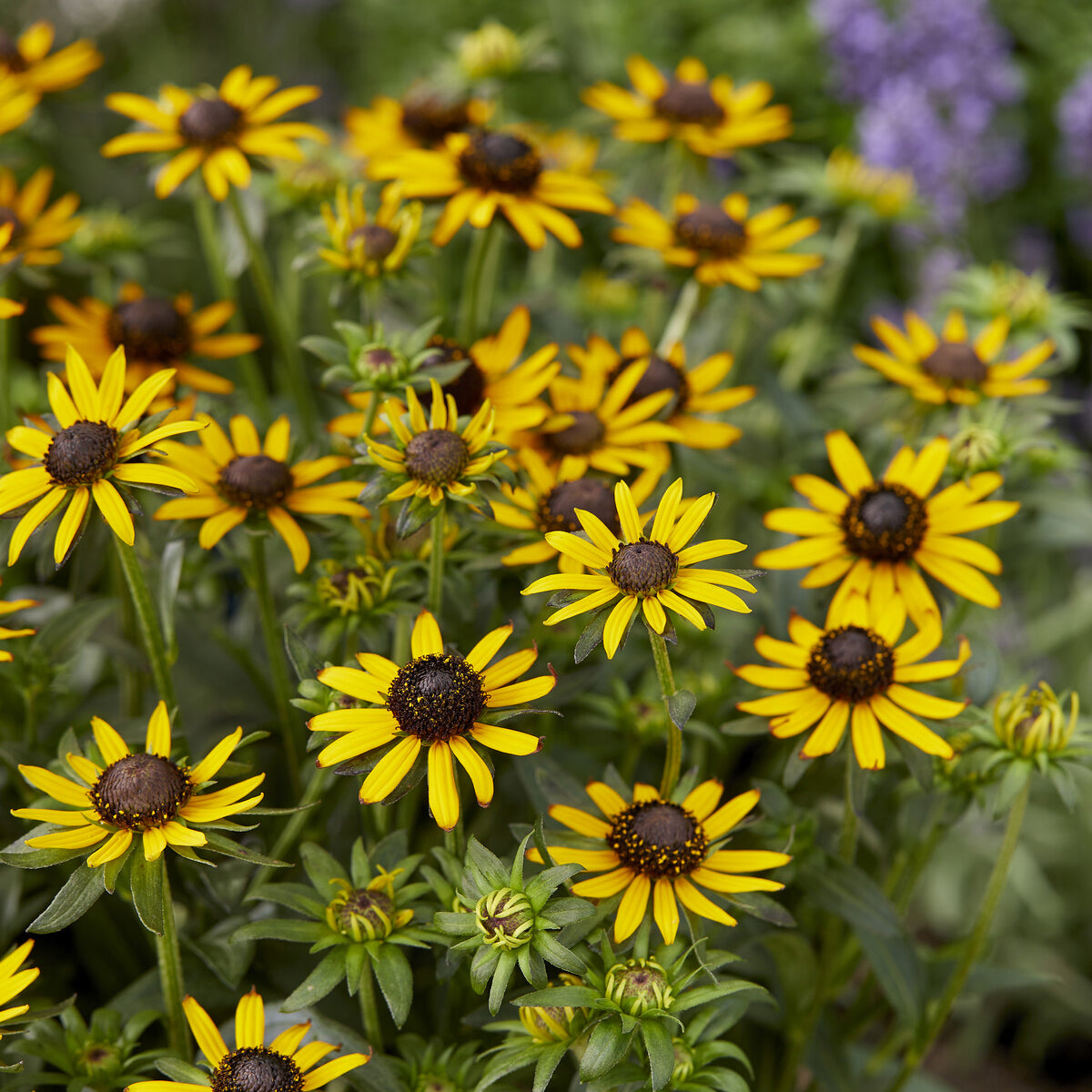 Bakker Rudbeckia Little Goldstar vivace pot 9cm jaune