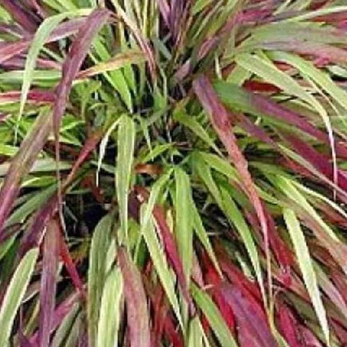Bakker Naomi herbe du Japon pot Ø 9cm panaché rouge