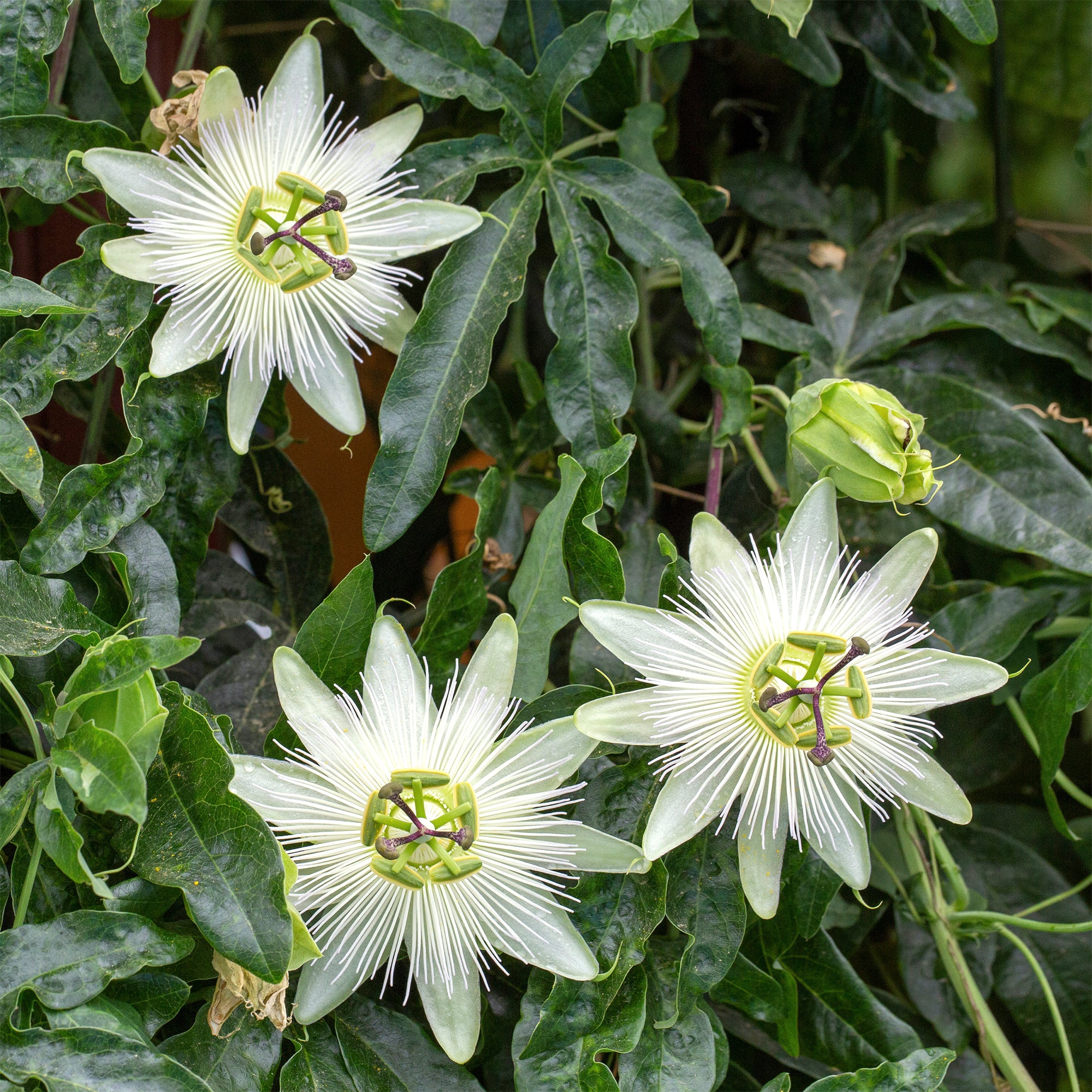 Bakker Passiflore Constance Elliot plante grimpante pot 2L blanc crème