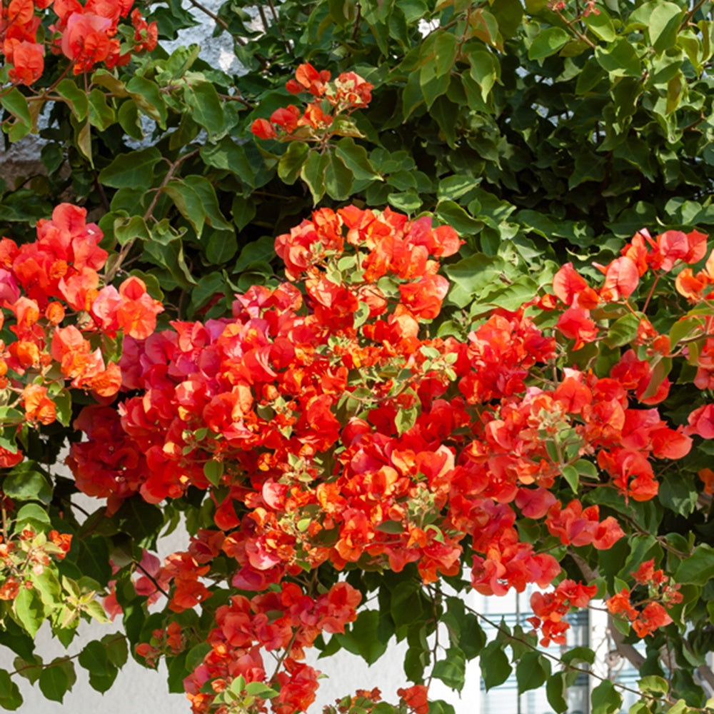 Bakker Bougainvillier Orange grimpante pot Ø 12cm 30cm soleil