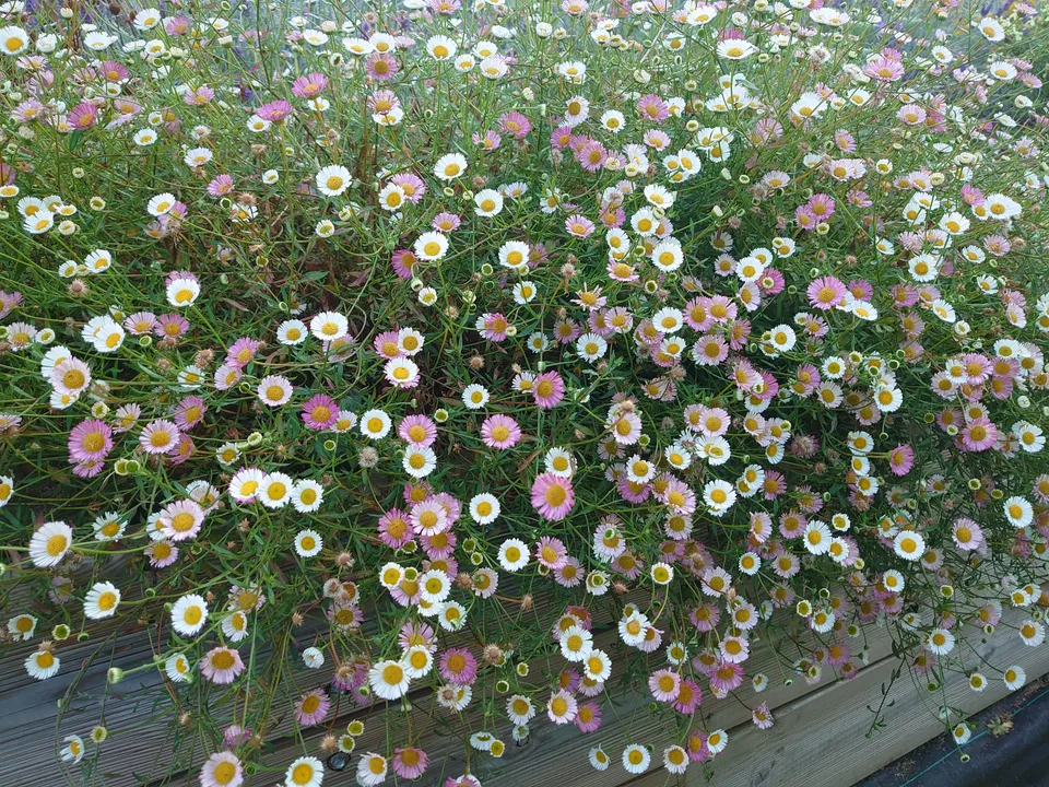 Passion Vivaces Erigeron karvinskianus plante vivace godet blanc