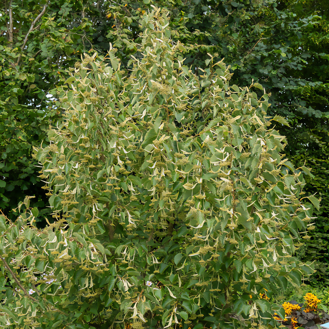 Bakker Tilleul de Henry arbre pot 2L floraison crème