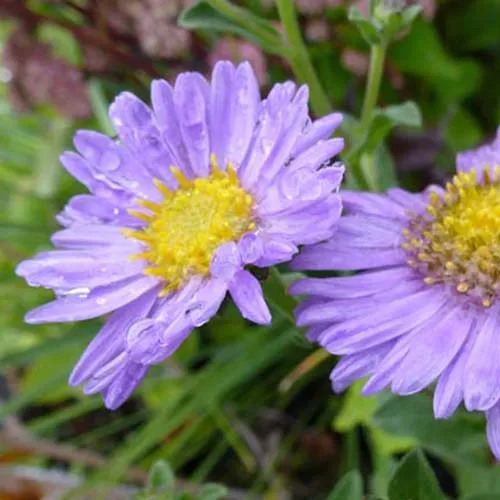 Bakker Plantes vivaces Rudolf Goethe aster violet pot 9cm