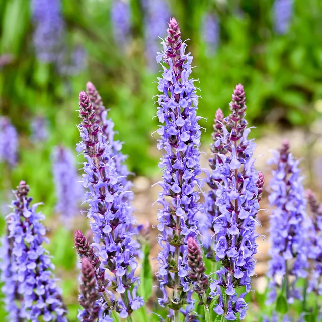 Bakker Blauhügel sauge des bois pot 9cm bleue