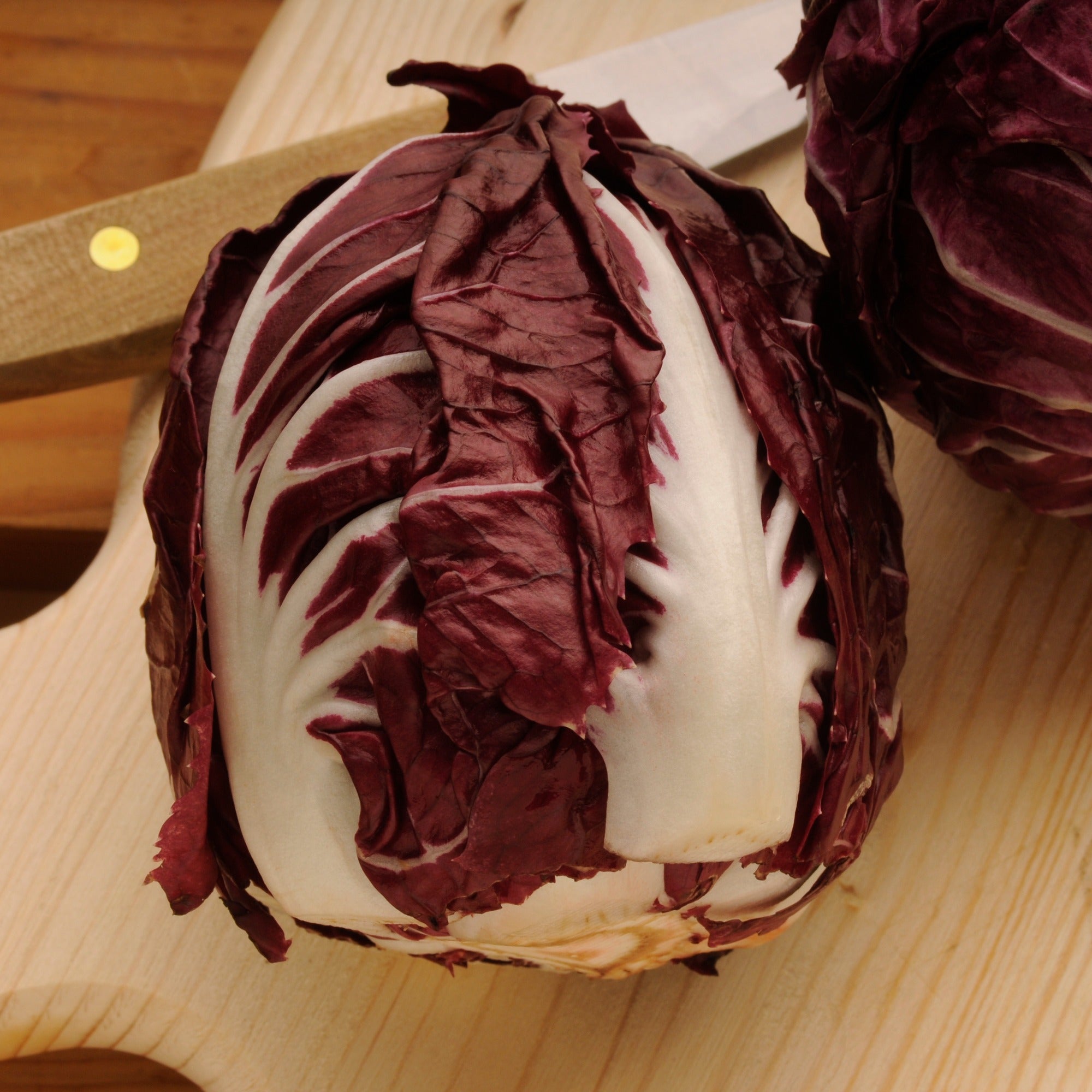 Bakker Chicorée Rouge de Vérone graines sachet 4g radicchio