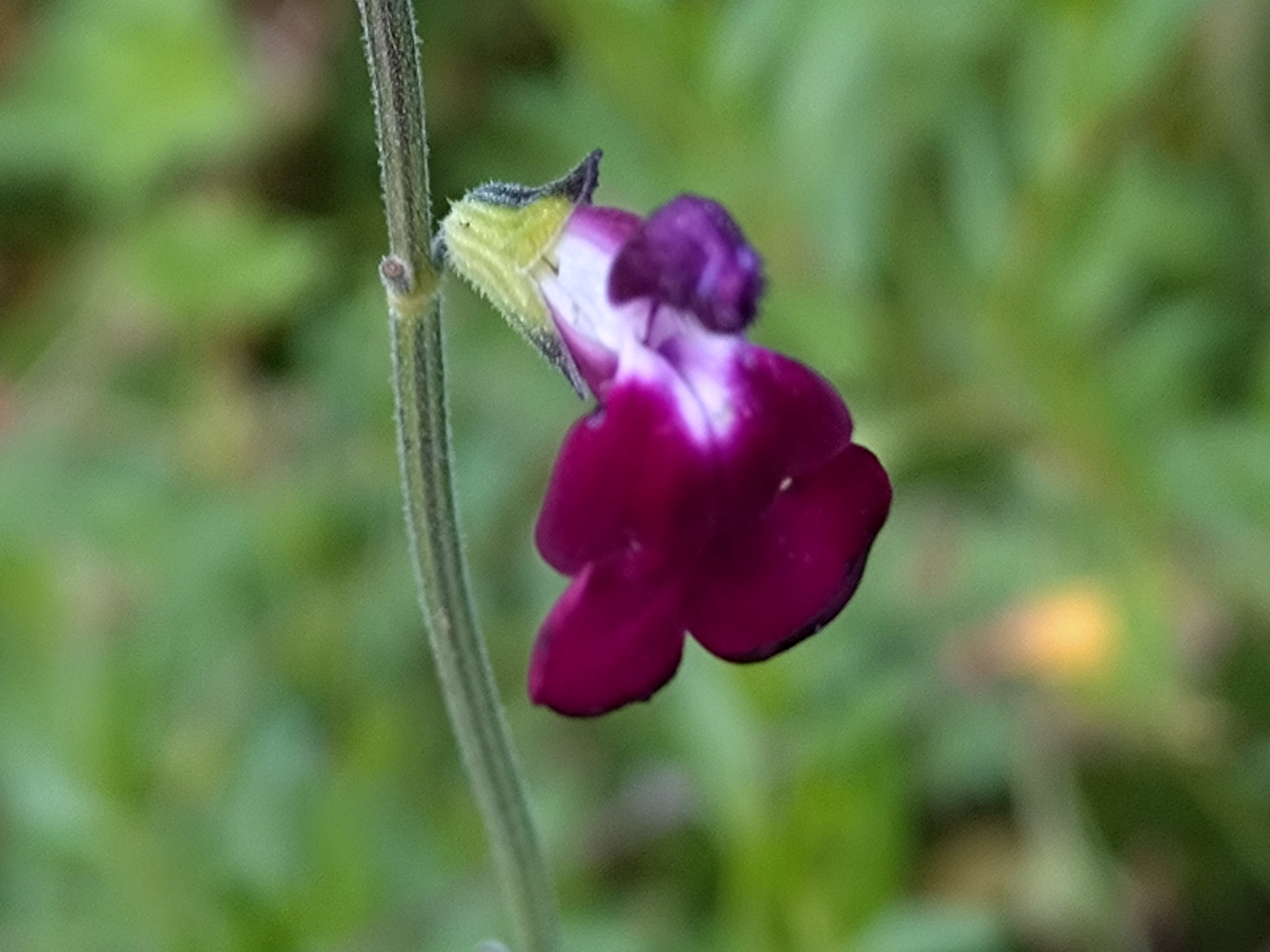 Passion Vivaces Salvia microphylla Nachtvindler sauge pot 1 litre violet