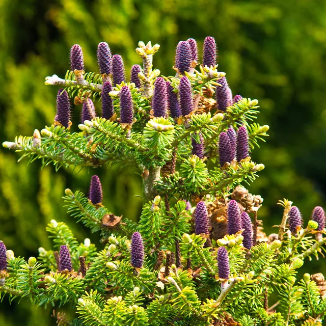 Bakker Sapin de Corée conifère pot 2L violet