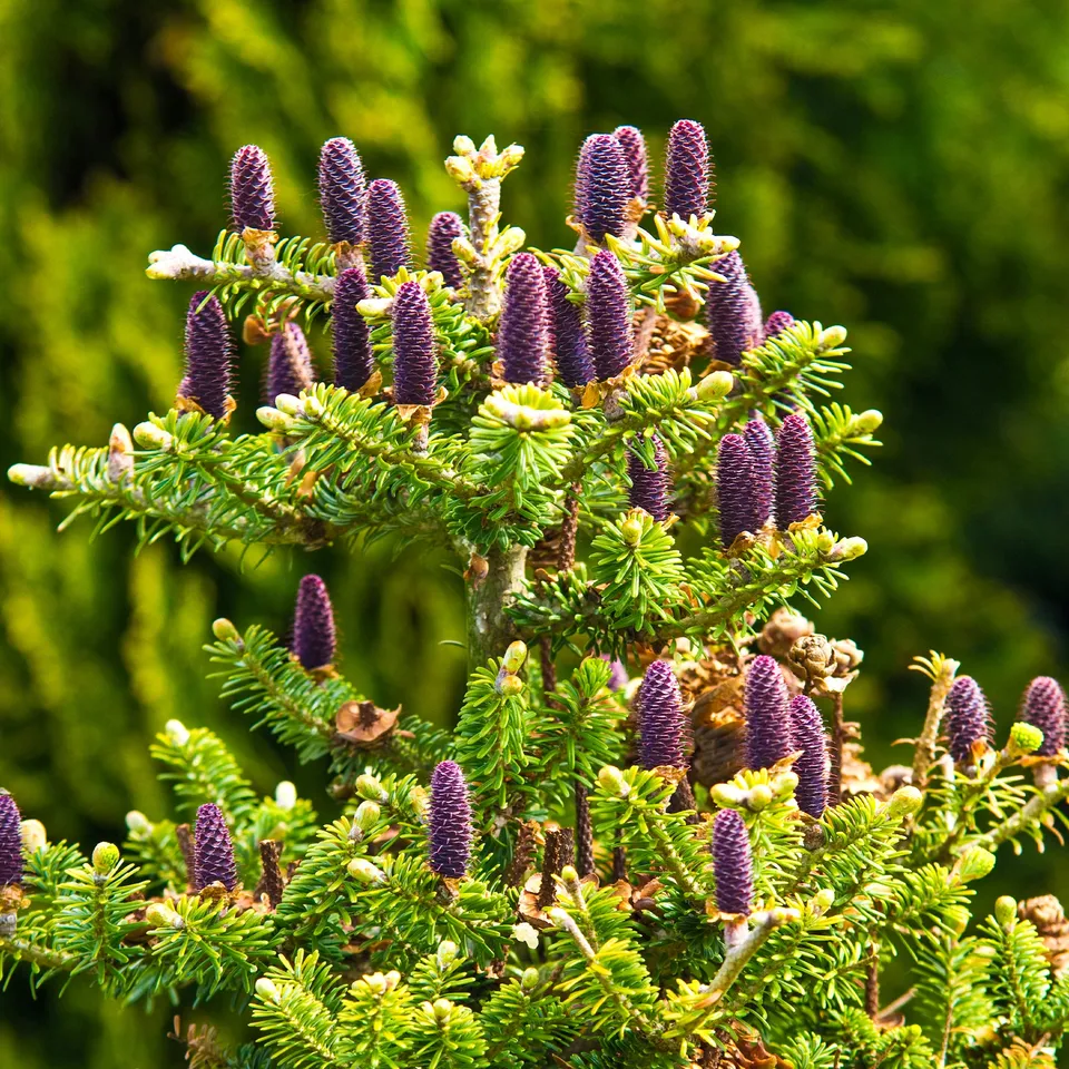 Bakker Sapin de Corée conifère pot 2L violet