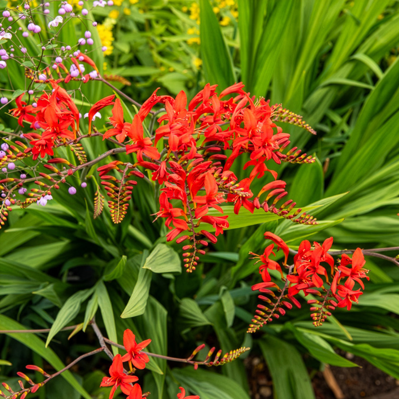 Bakker Bulbes à fleurs 15 Crocosmias rouges bulbe sachet 15 rouge feu