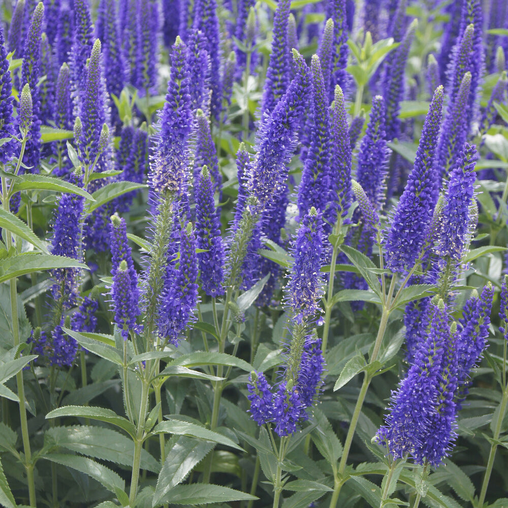 Bakker Véronique Marietta vivace pot Ø 9cm fleur violette