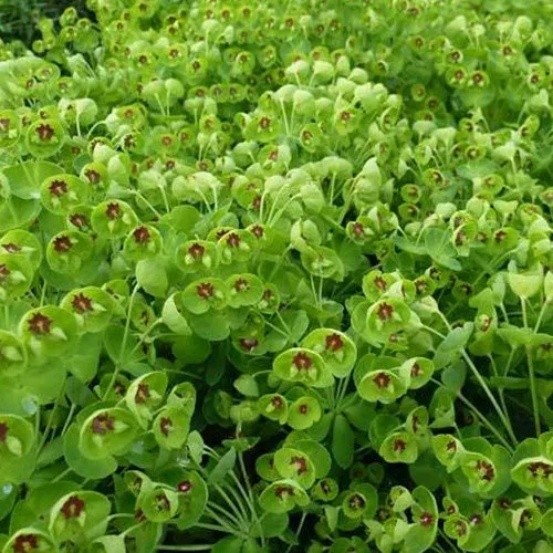 Bakker Plantes vivaces Euphorbe Kolibri vivace pot 9cm verte