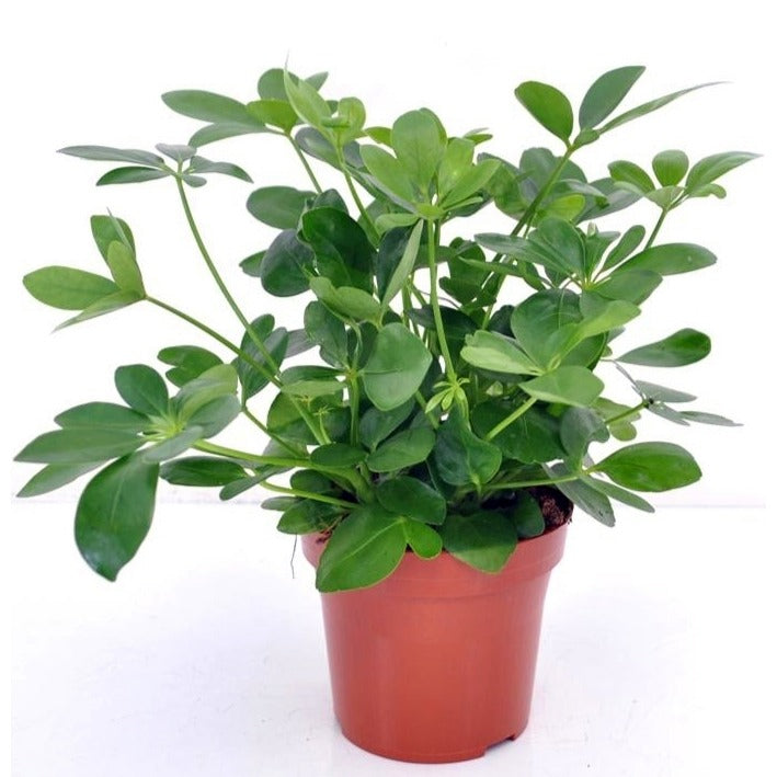 Bakker Schefflera plante d'intérieur pot Ø 12 cm 20 cm vert