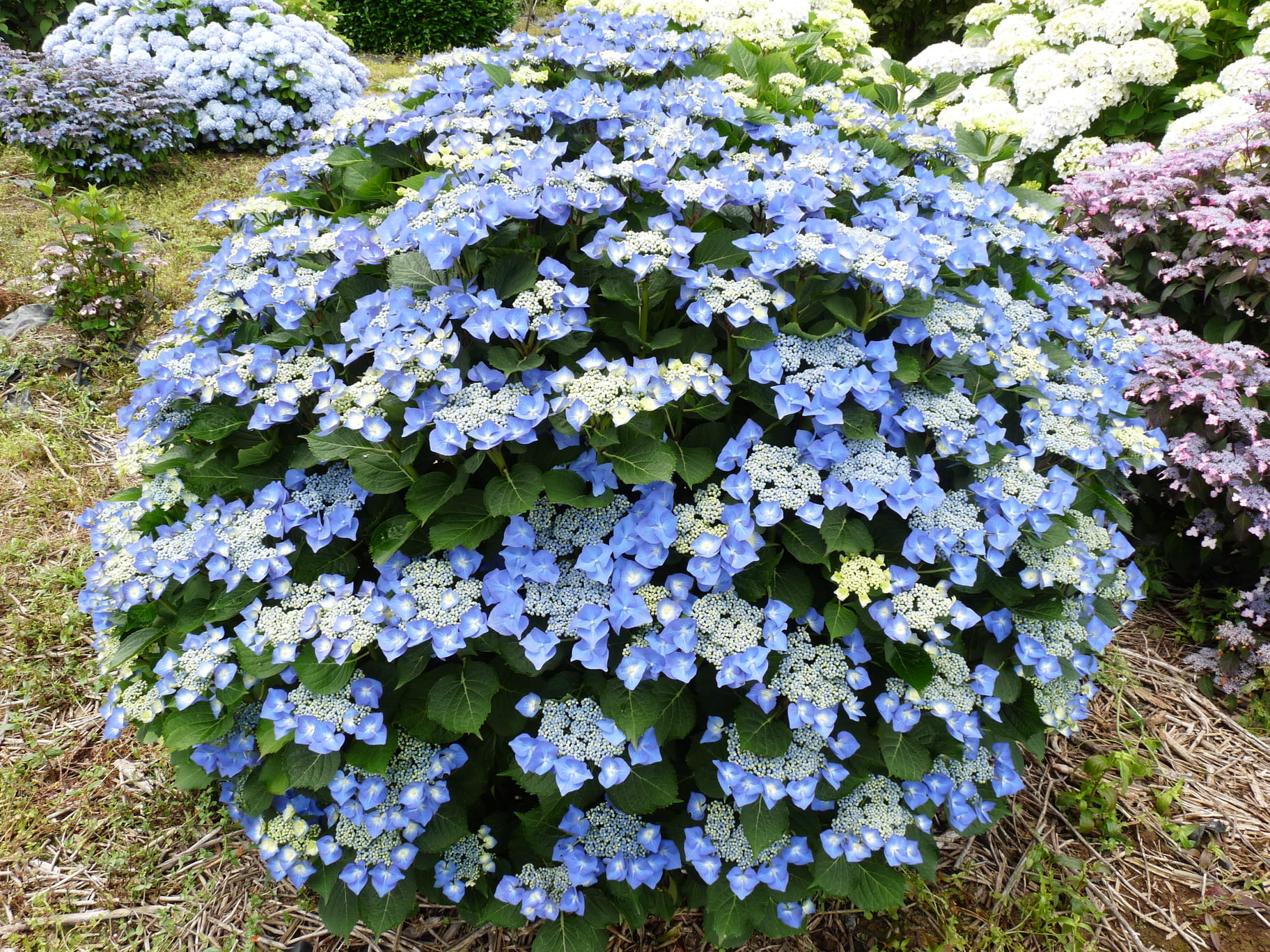 Les Hortensias du Haut Bois Hydrangea macrophylla Blaumeise hortensia godet