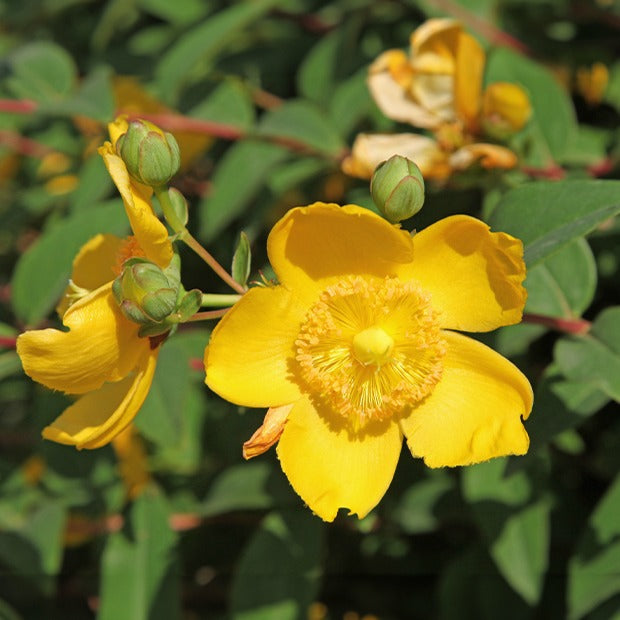Bakker Millepertuis Hidcote arbuste pot Ø 9cm fleurs jaunes