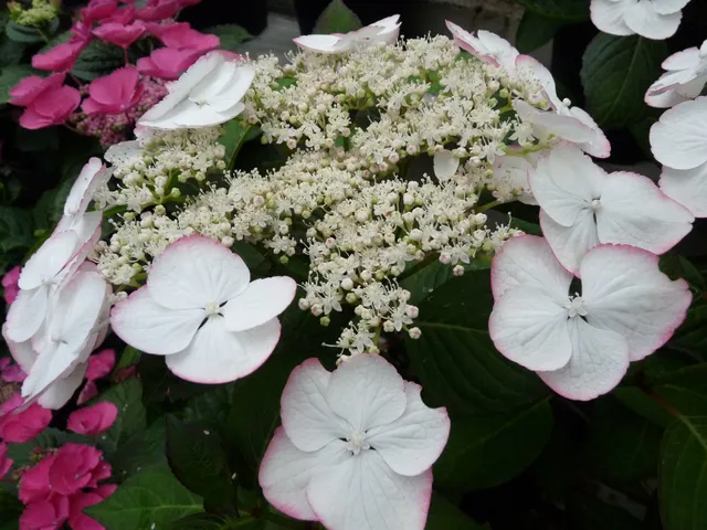 Les Hortensias du Haut Bois Hydrangea macrophylla Sandra hortensia godet