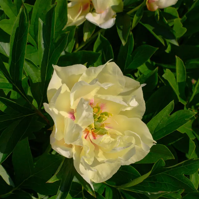 Bakker Plantes vivaces Pivoine Canary Brilliants vivace jaune 2-3 yeux