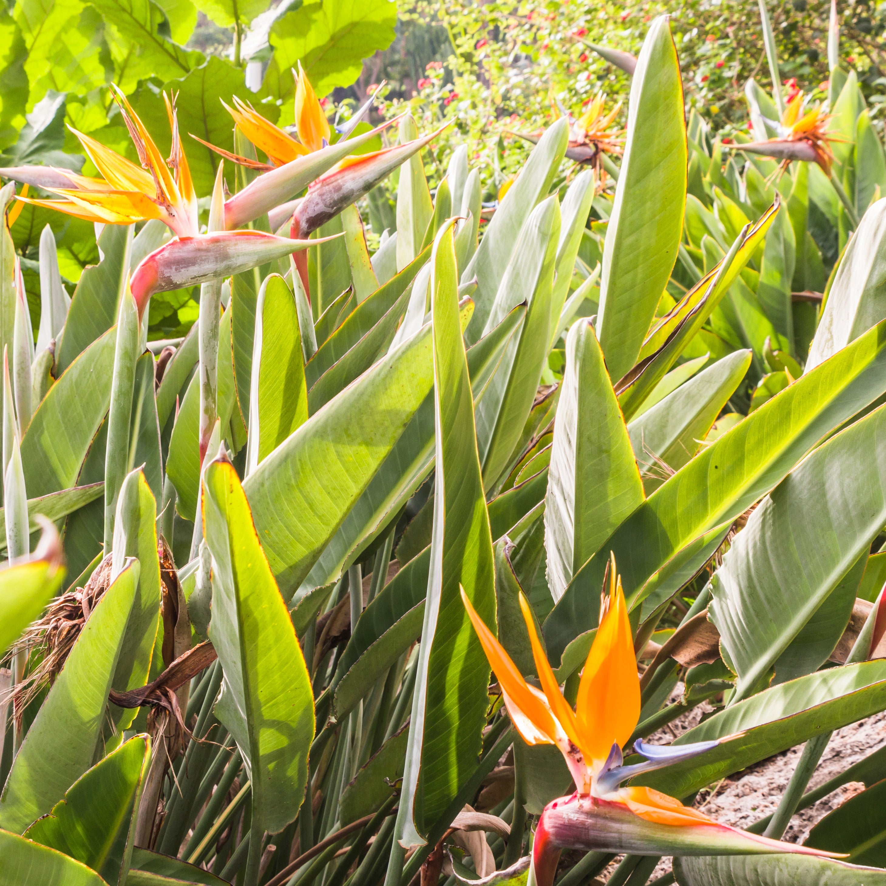 Bakker Strelitzia reginae oiseau du paradis pot 5L 100-120cm