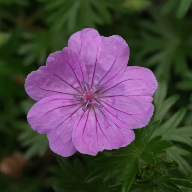 Passion Vivaces Geranium Glenluce vivace godet rose