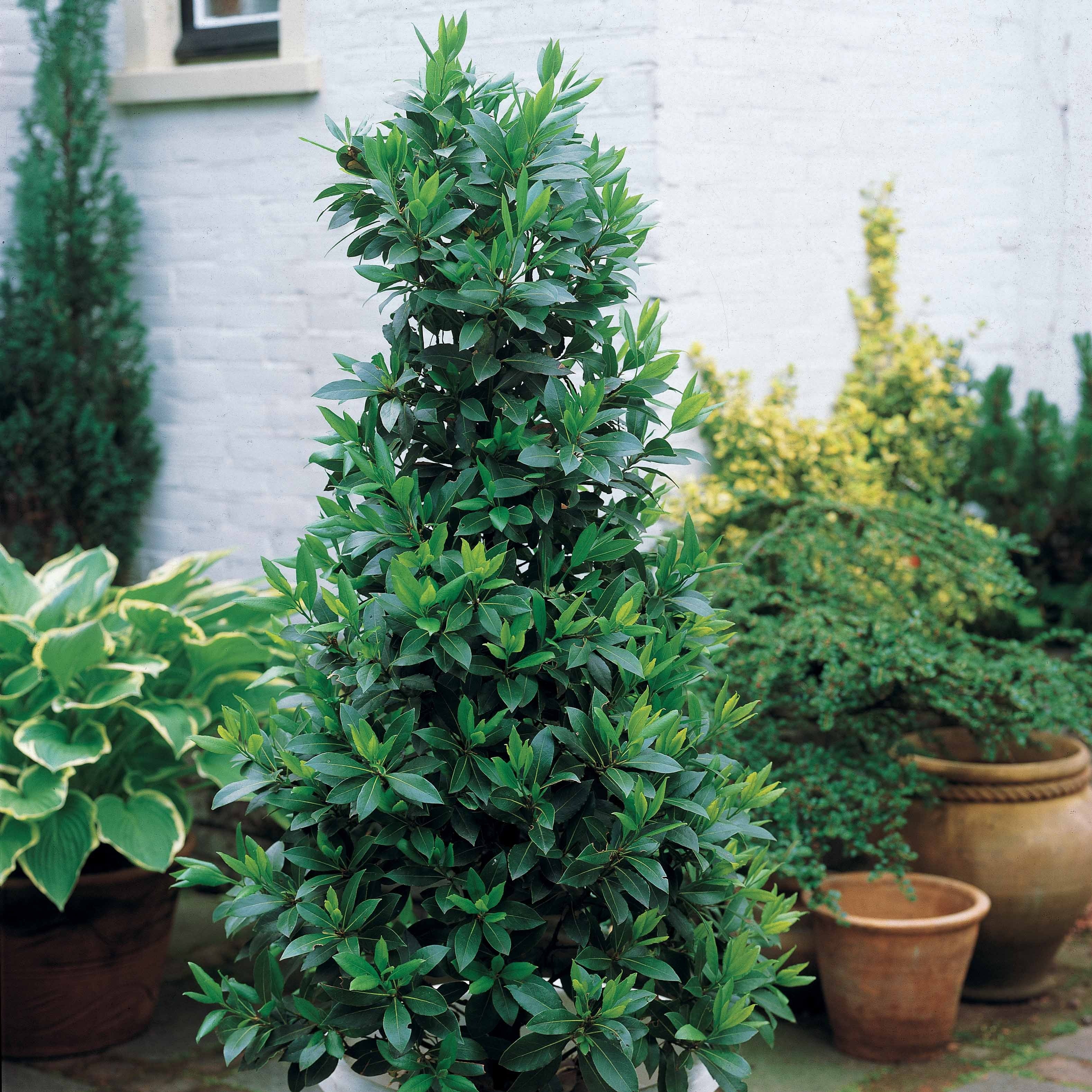 Bakker Laurier-sauce plante d'extérieur pot Ø 9cm 20-30cm persistant